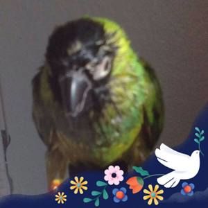 Meet your Posher, Annette